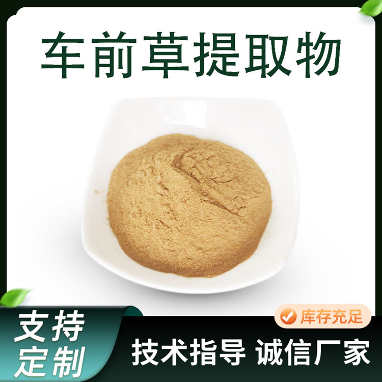 车前草提取物 10:1水溶性五根草粉 车前草皂甙 1kg起订