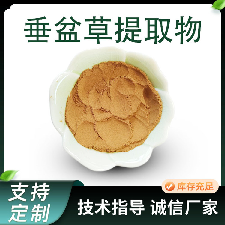 垂盆草提取物 比例水溶浓缩粉 植物萃取原料 1公斤起订