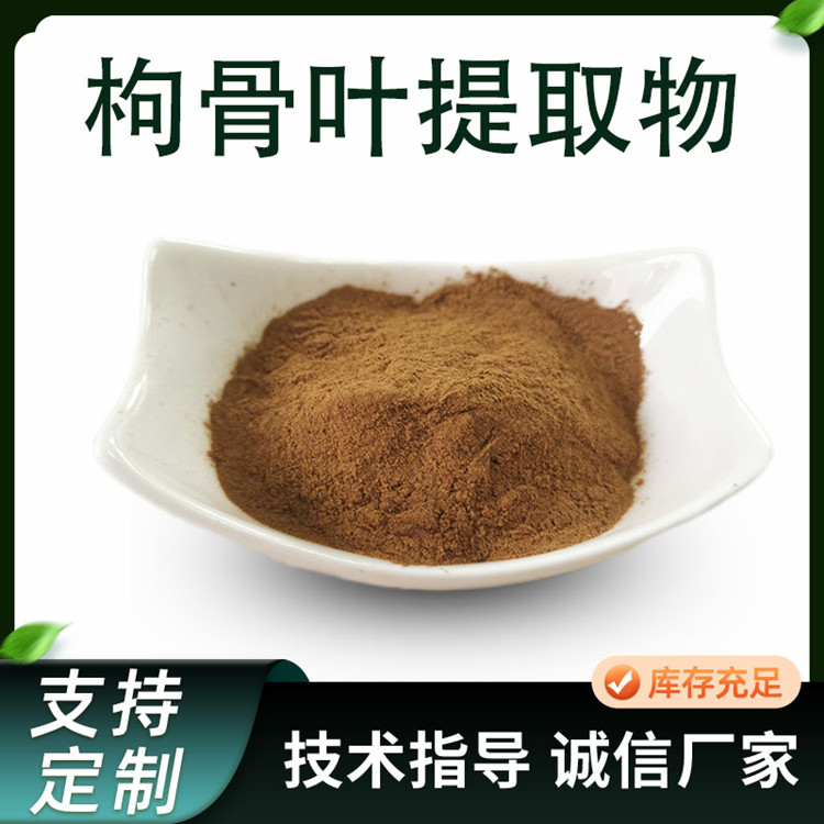 枸骨叶提取物 10:1浓缩粉 枸骨叶粉 植物原料萃取 1kg/包